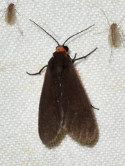 Virbia laeta