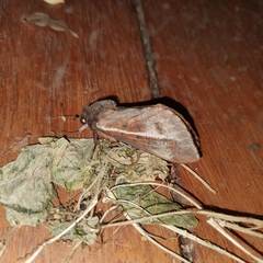Oxycanus