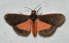 Virbia laeta