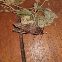 Oxycanus