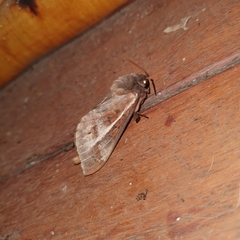 Oxycanus