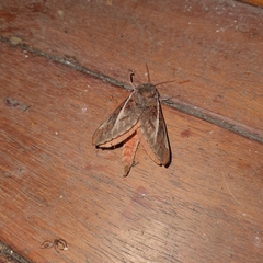 Oxycanus
