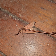 Oxycanus