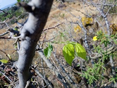 Celtis caudata