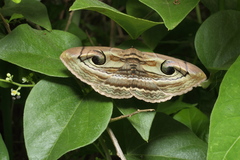 Spirama
