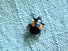 Synolabus bipustulatus