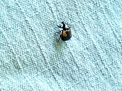 Synolabus bipustulatus