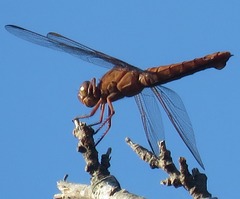 Libellula croceipennis