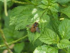 Megachile rufovittata