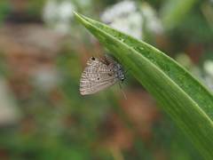 Luthrodes pandava peripatria