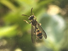 Ropalidia flavobrunnea