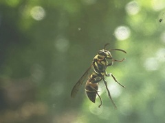 Ropalidia flavobrunnea