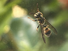 Ropalidia flavobrunnea