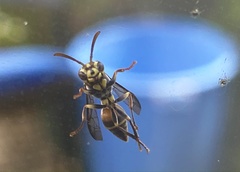 Ropalidia flavobrunnea