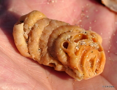 Vermetoidea