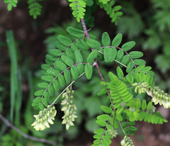 Astragalus propinquus