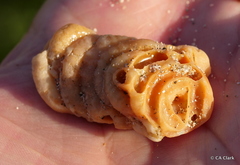Vermetoidea