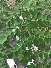 Moringa