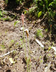 Eriophorum chamissonis