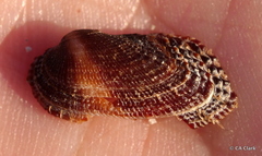 Arcida