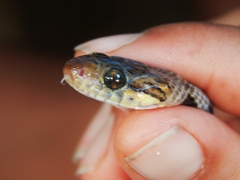 Leptodeira polysticta