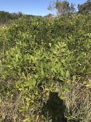 Acacia longifolia sophorae
