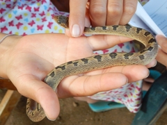 Leptodeira polysticta