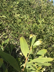 Acacia longifolia sophorae