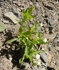 Moehringia