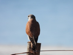 Falco cenchroides cenchroides
