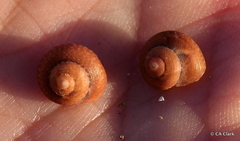 Agathistoma fasciatum