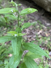 Lithospermum officinale