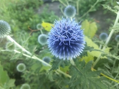 Echinops ritro