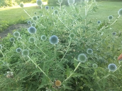 Echinops ritro