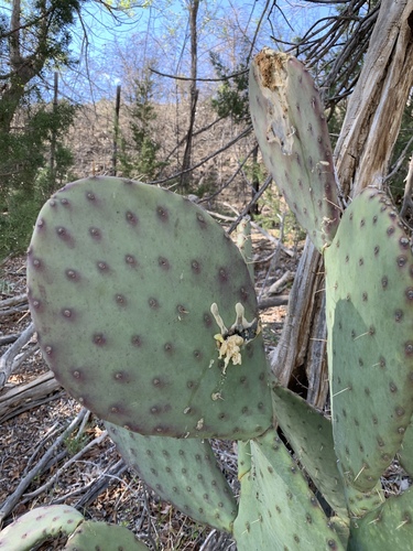 Wooton Pricklypear (Opuntia wootonii)