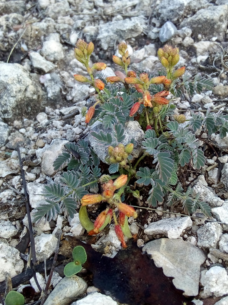 Hoffmannseggia humilis