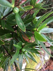 Cyathodes platystoma