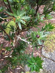 Cyathodes platystoma