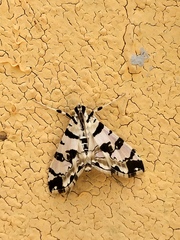 Conchylodes salamisalis