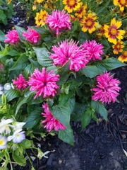 Monarda × medioides