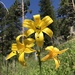 Lemon Lily - Photo (c) artemisianursery, some rights reserved (CC BY-NC), uploaded by artemisianursery