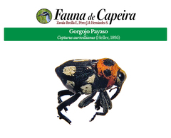 Copturus aurivillianus