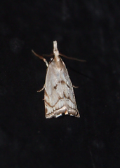 Pseudocatharylla duplicella