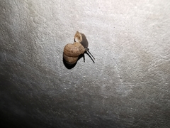 Choanopomops largillierti