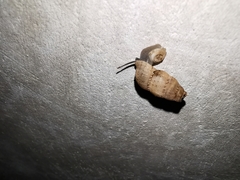 Choanopomops largillierti