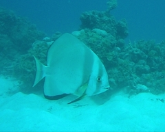Platax boersii