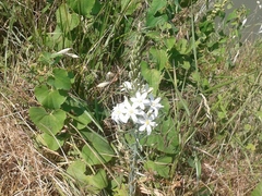 Ornithogalum pyramidale