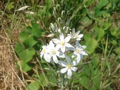 Ornithogalum pyramidale