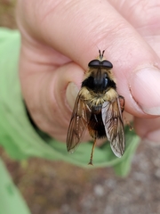 Criorhina bubulcus