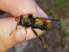 Criorhina bubulcus